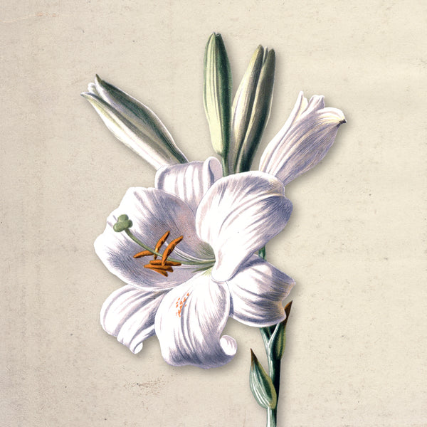 Ivory Bloom