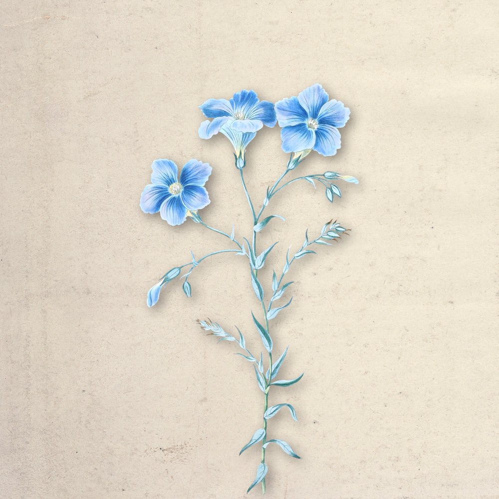 Bloom