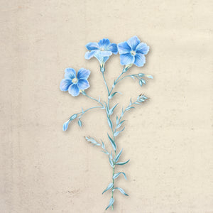 Bloom