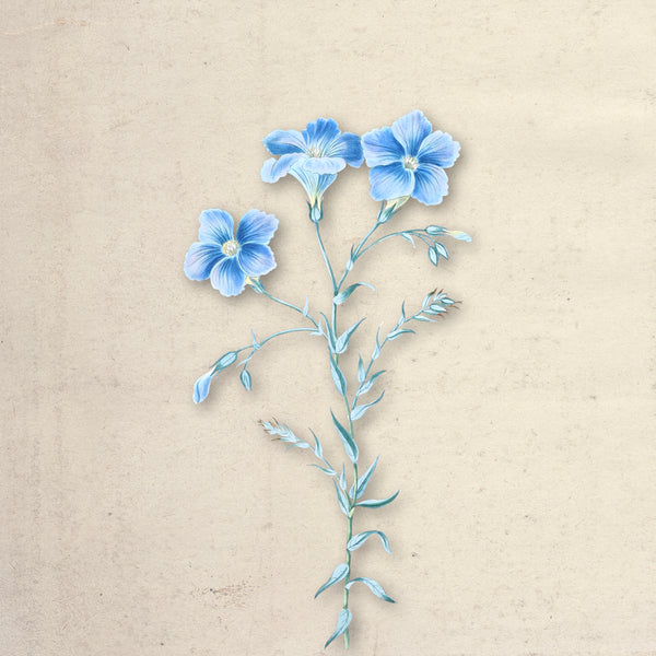 Bloom
