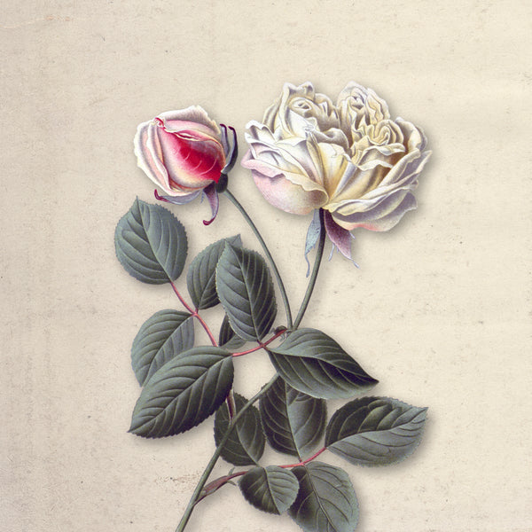 Ivory Bloom
