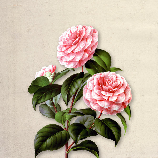 Ruby Bloom