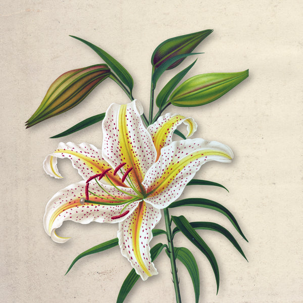 Ivory Bloom