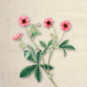 Ruby Bloom