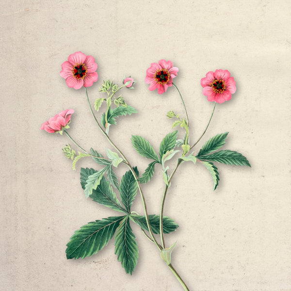 Ruby Bloom