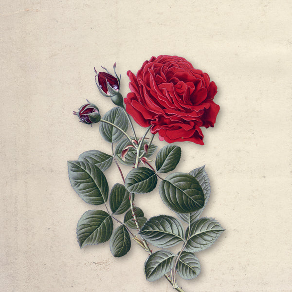 Ruby Bloom