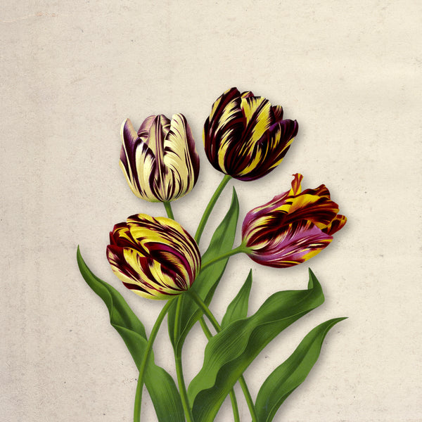 Bloom