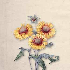 Bloom