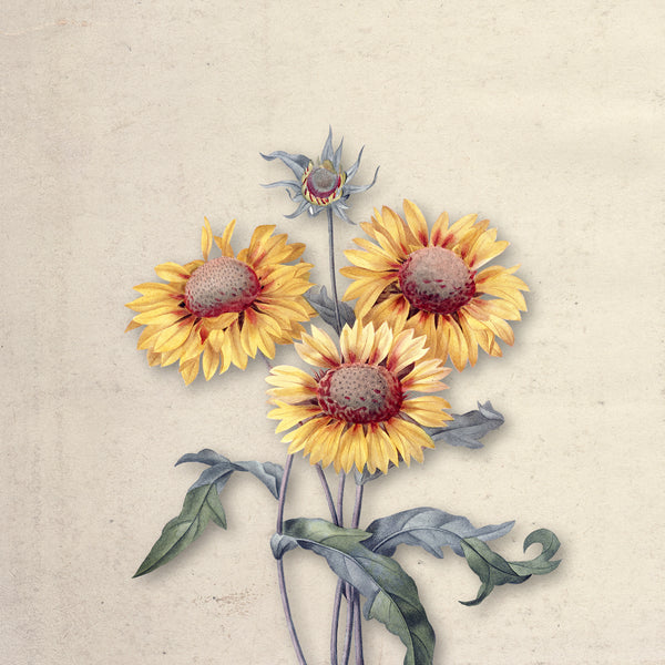 Bloom