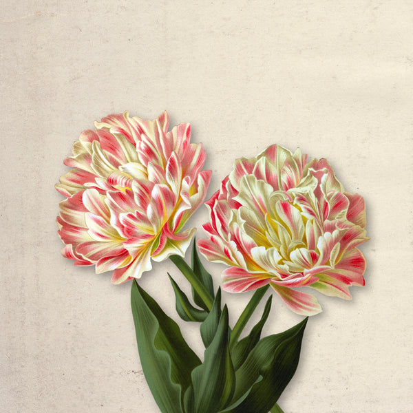 Bloom