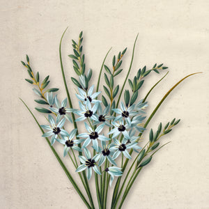 Ivory Bloom