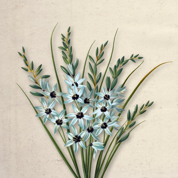 Ivory Bloom