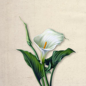 Ivory Bloom