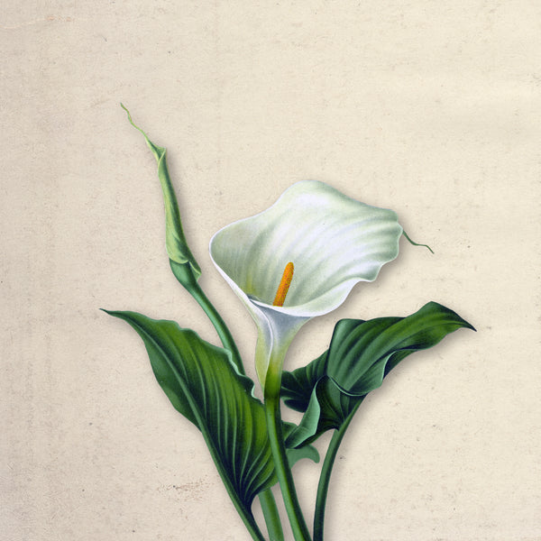 Ivory Bloom