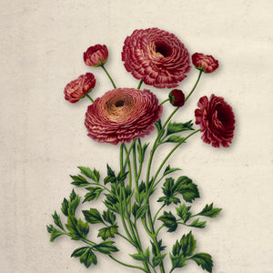 Bloom