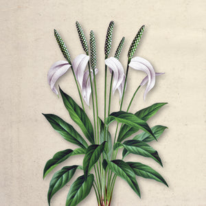 Ivory Bloom