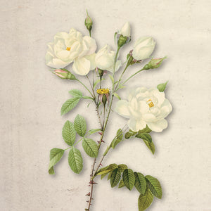 Ivory Bloom