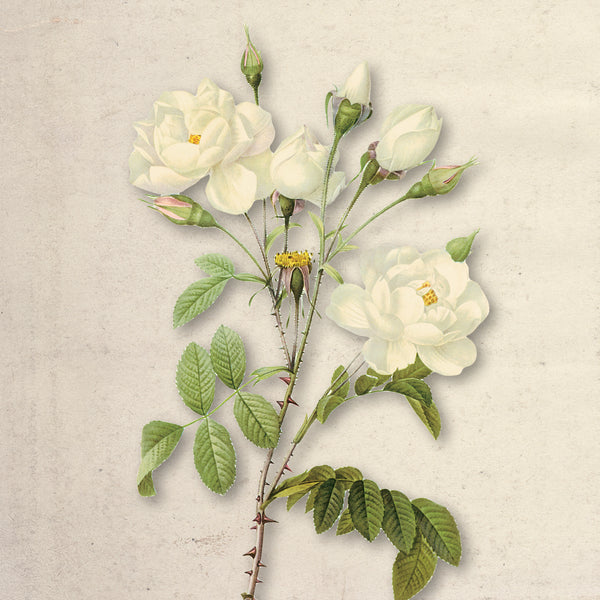Ivory Bloom