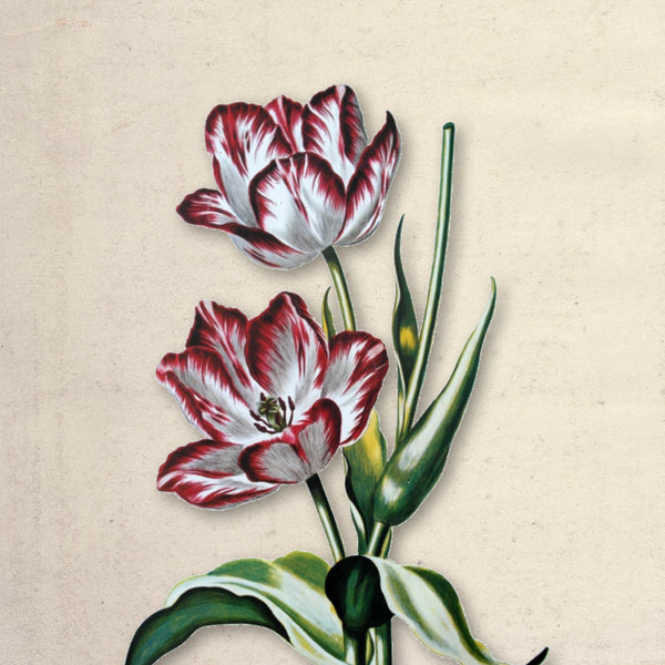 Bloom