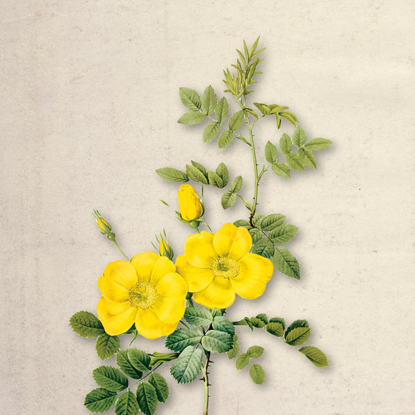 Bloom