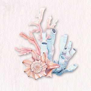 Seashells
