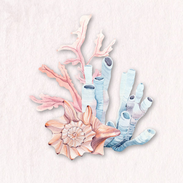 Seashells