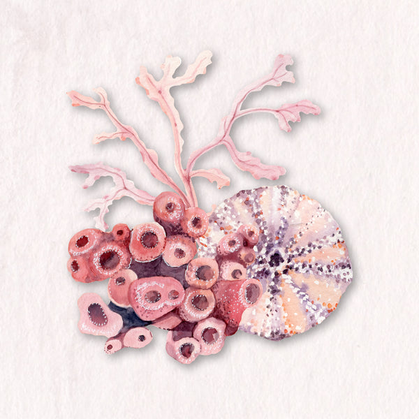 Seashells