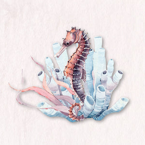 Seashells