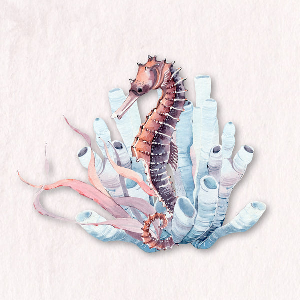 Seashells