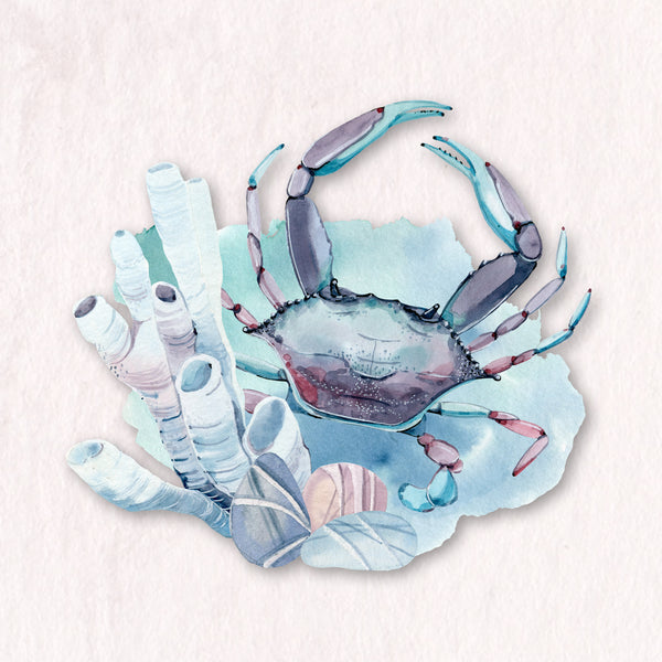 Seashells